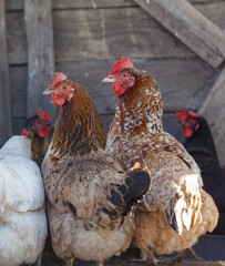 Three chickens are standing in a pen, with two of them being brown