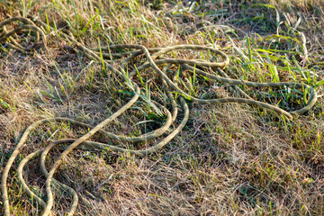 A long rope is laying on the ground in a field