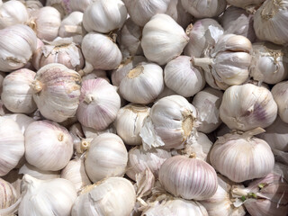 A pile of white garlic bulbs