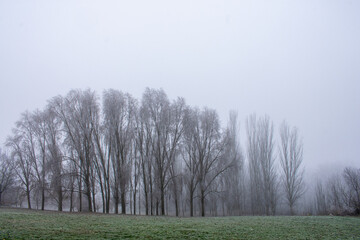 trees on leaves in a forest clearing in the cold mist, nobody