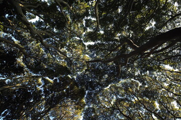 クラウンシャイネス