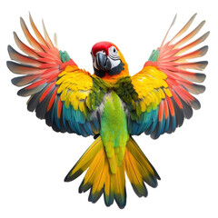 Obraz premium Vibrant Parrot Wingspan on transparent background.