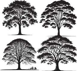 High-Quality Silhouettes of the American Elm Tree in Detailed Monochrome Art Style"