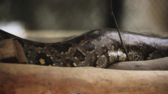 An Indian rock python slithering over wooden trunks