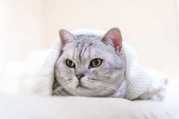 Cat Blanket Cozy Home - A silver tabby cat relaxing under a white blanket.