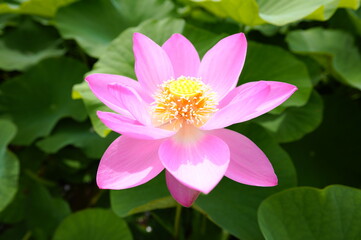 蓮の花