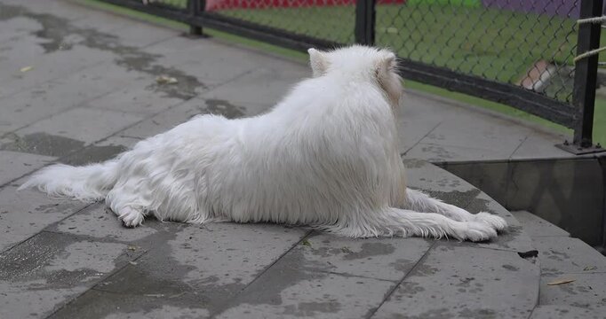 White Samoyed dog sitting in dog park.