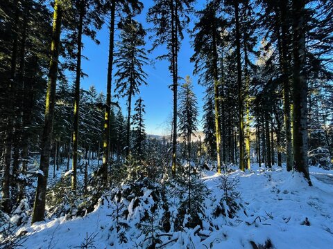 Snow Forest Sun Images – Browse 902,227 Stock Photos