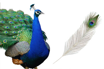 Colorful peacock showing feathers with vibrant details on isolated background
