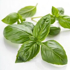 Fototapeta premium Fresh Basil Leaves Close-Up