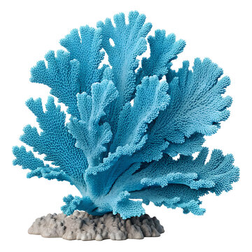 A pavona coral nature ocean reef.  white background
