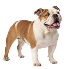 Fototapeta premium Australian Bulldog AI Generated Image