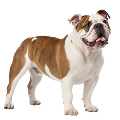 Obraz premium Australian Bulldog AI Generated Image