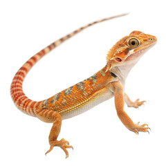 Fototapeta premium Australian Gecko AI Generated Image