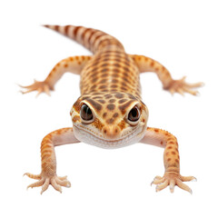 Naklejka premium Australian Gecko AI Generated Image