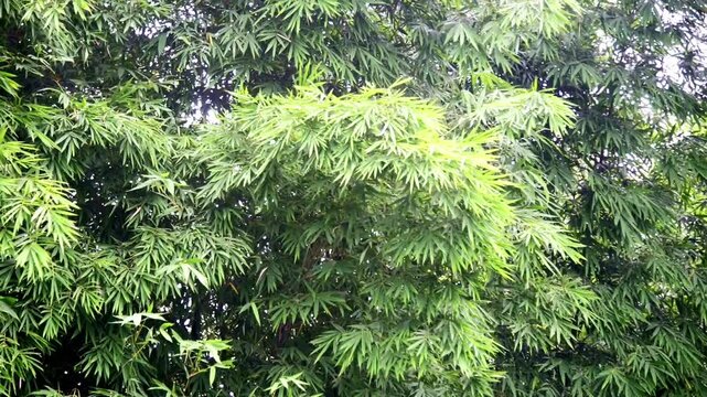 Bamboo in the Wind