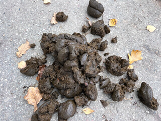 Horse droppings on the street in a pile