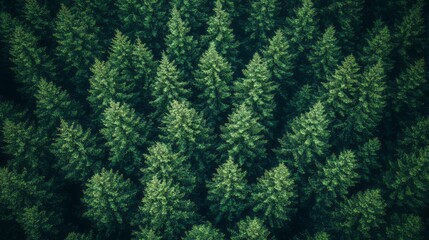 Fototapeta premium Dark green summer pine tree forest through bird's eye view. Aerial drone flight over a dense spruce/fir woods. Scenic coniferous canopy, treetops. Scandinavian woodland cinematic natural background.