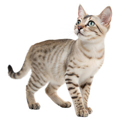 Obraz premium Australian-mist AI Generated Image