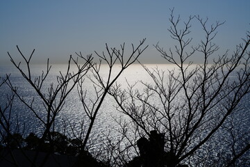 枯れ木と水平線