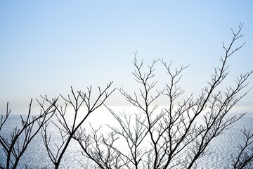 枯れ木と水平線