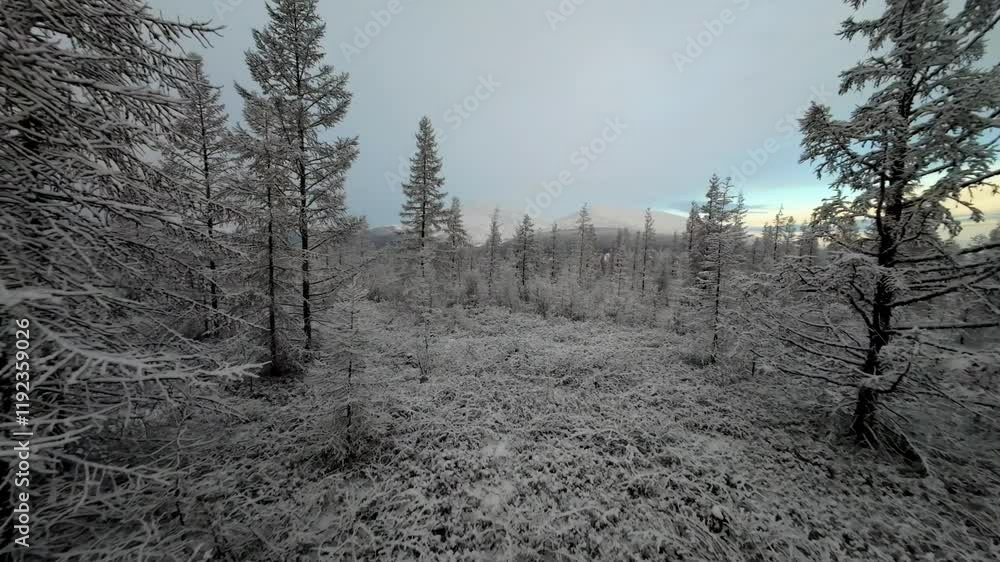 Aufkleber a serene winter scene unfolds in a snowy forest. tall trees are coated in white snow, while the sky 