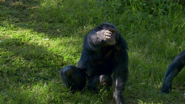 Chimpanzee (Pan troglodytes) Asking Zookeeper To Throw Some Fruit. - closeup shot