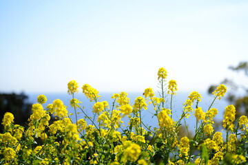 菜の花と水平線