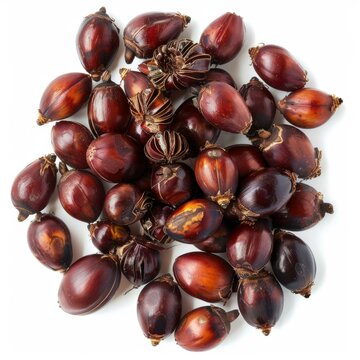 Several babassu fruits forming a circle isolated on a white background, top view