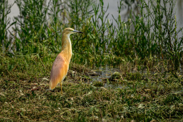 A squacco heron hunting, Marievale Bird Sanctuary, South Africa