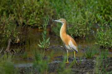 A squacco heron hunting, Marievale Bird Sanctuary, South Africa