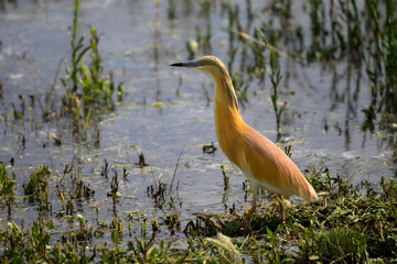 A squacco heron hunting, Marievale Bird Sanctuary, South Africa
