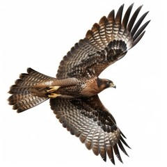 Juvenile galapagos hawk, buteo galapagoensis, flying with spread wings isolated on white background