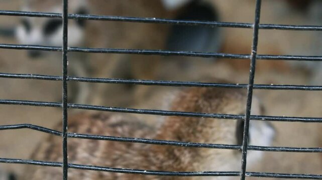A meerkat peering through the bars of a cage in captivity.