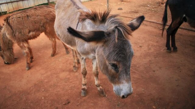 A close-up view of dwarf donkeys on a farm.