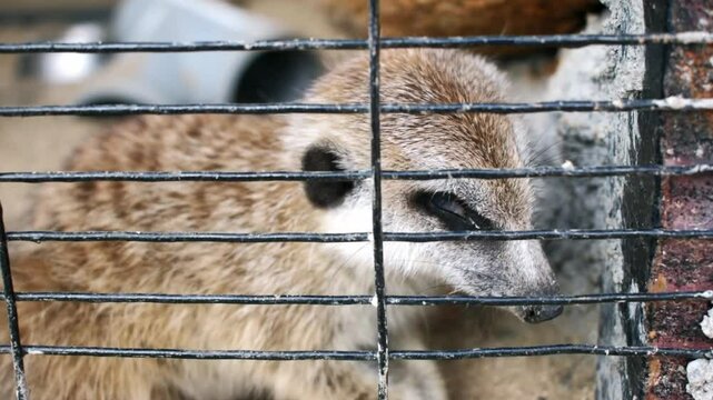 A meerkat peering through the bars of a cage in captivity.