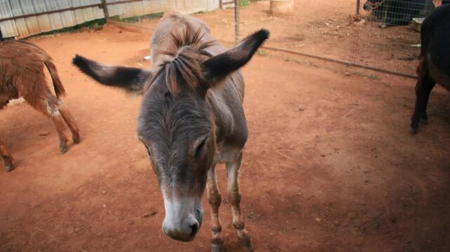 A close-up view of dwarf donkeys on a farm.