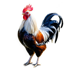 Fototapeta premium Beautiful rooster standing proudly on a farm basking in the warm rays of sunlight during a serene morning