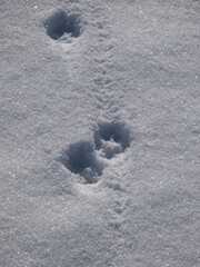 Footprints of fox (Vulpes vulpes) on the ground covered with soft, white snow in winter
