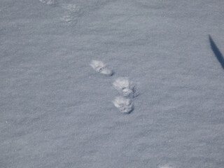 Footprints of paws of an animal on ground covered with white snow in winter