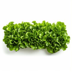 Obraz premium Close up of vibrant green lettuce, emphasizing its textured and wavy leaves, isolated on a white background