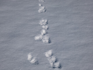 Footprints of paws of an animal on ground covered with white snow in winter