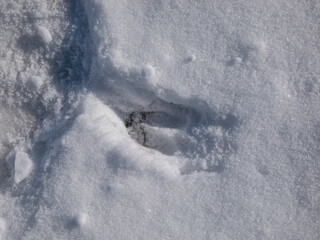 Footprint of roe deer (Capreolus capreolus) on the ground covered with white snow in winter
