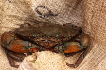 Mangrove crabs or Scylla serrata have a slightly greenish color, with a close view.