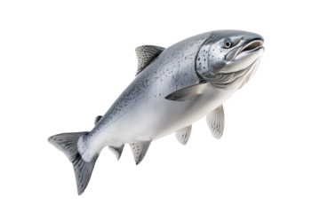 Silver salmon fish with fine details, textured scales and fins isolated on white transparent background. Concept of aquatic life