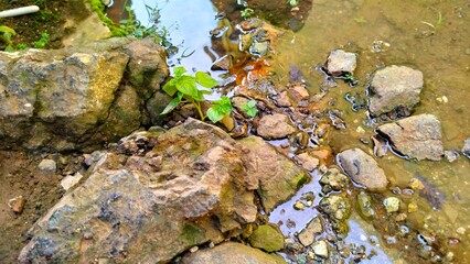 The edge of the clear river