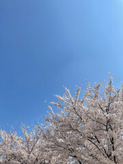 푸른 하늘과 만개한 벚꽃. 봄의 벚꽃 사진.