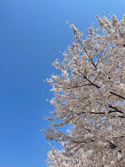 푸른 하늘과 만개한 벚꽃. 봄의 벚꽃 사진.	