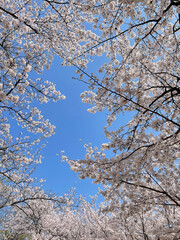 푸른 하늘과 만개한 벚꽃. 아래에서 바라본 봄의 벚꽃 사진. 벚꽃 사이로 보이는 하늘.