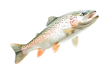 Closeup of trout fish with spotted scales, fins and open mouth isolated on white transparent background, concept of wildlife